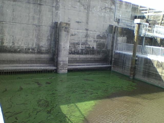 Green scum layer on water near control gates.