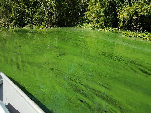 Blue-green Algal bloom observed in Bull Creek upstream of Bull Lake
