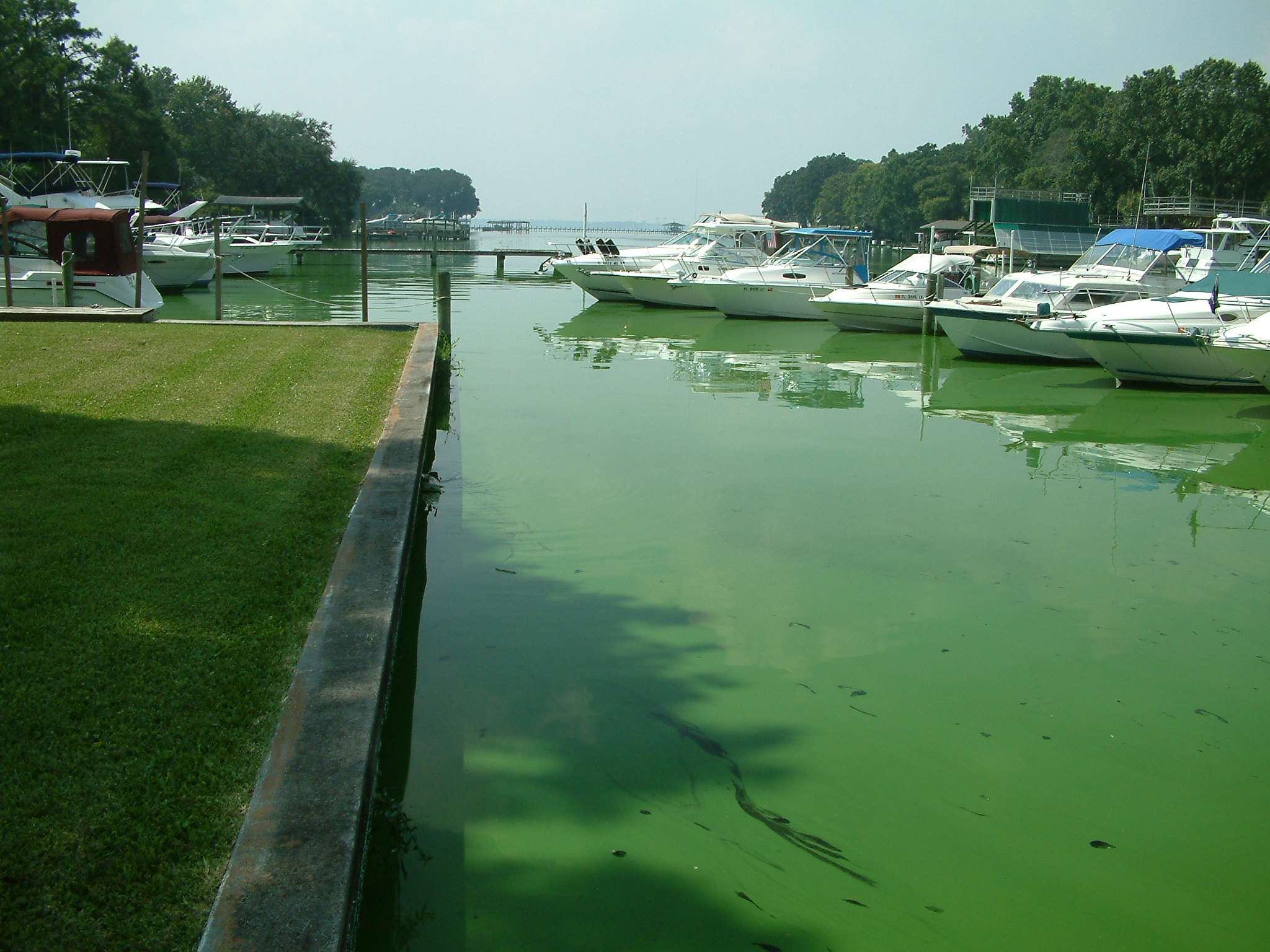 Blue-green Algal bloom observed in marina in Indian River Lagoon