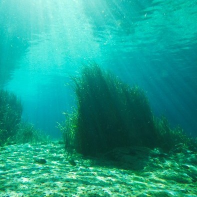 Rainbow Springs, underwater view