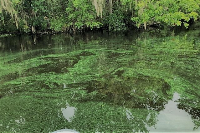 Blue-Green algal bloom observed by St. Johns River Water Management District