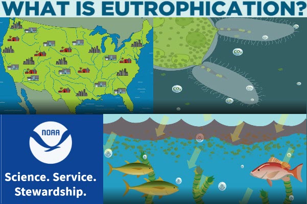 Collage of What is Eutrophication Video from NOAA. Image of US, Image of bacteria discharging carbon dioxide, NOAA logo, Image of fish breathing oxygen