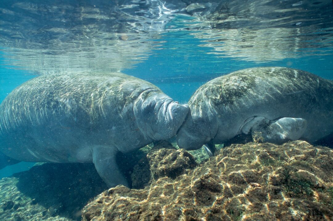 Manatees at Homosassa Springs