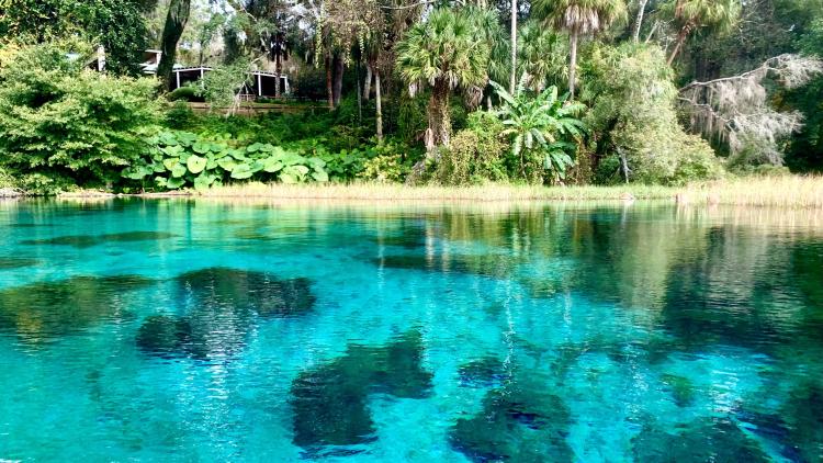clear blue water of rainbow springs