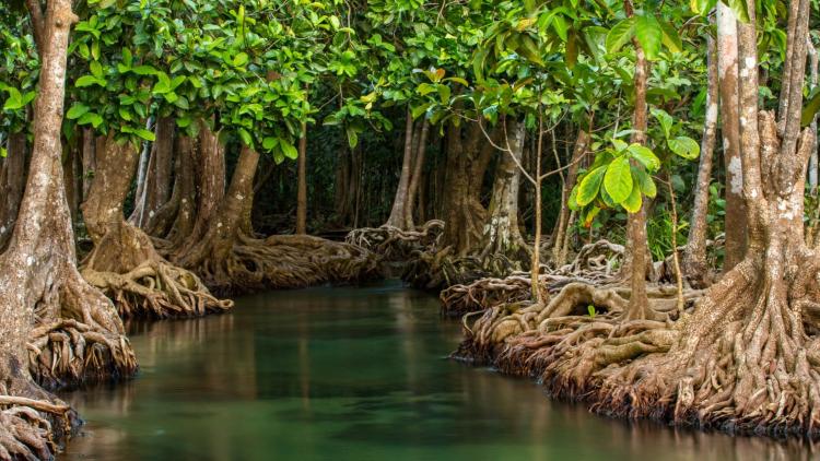 mangroves along the black river